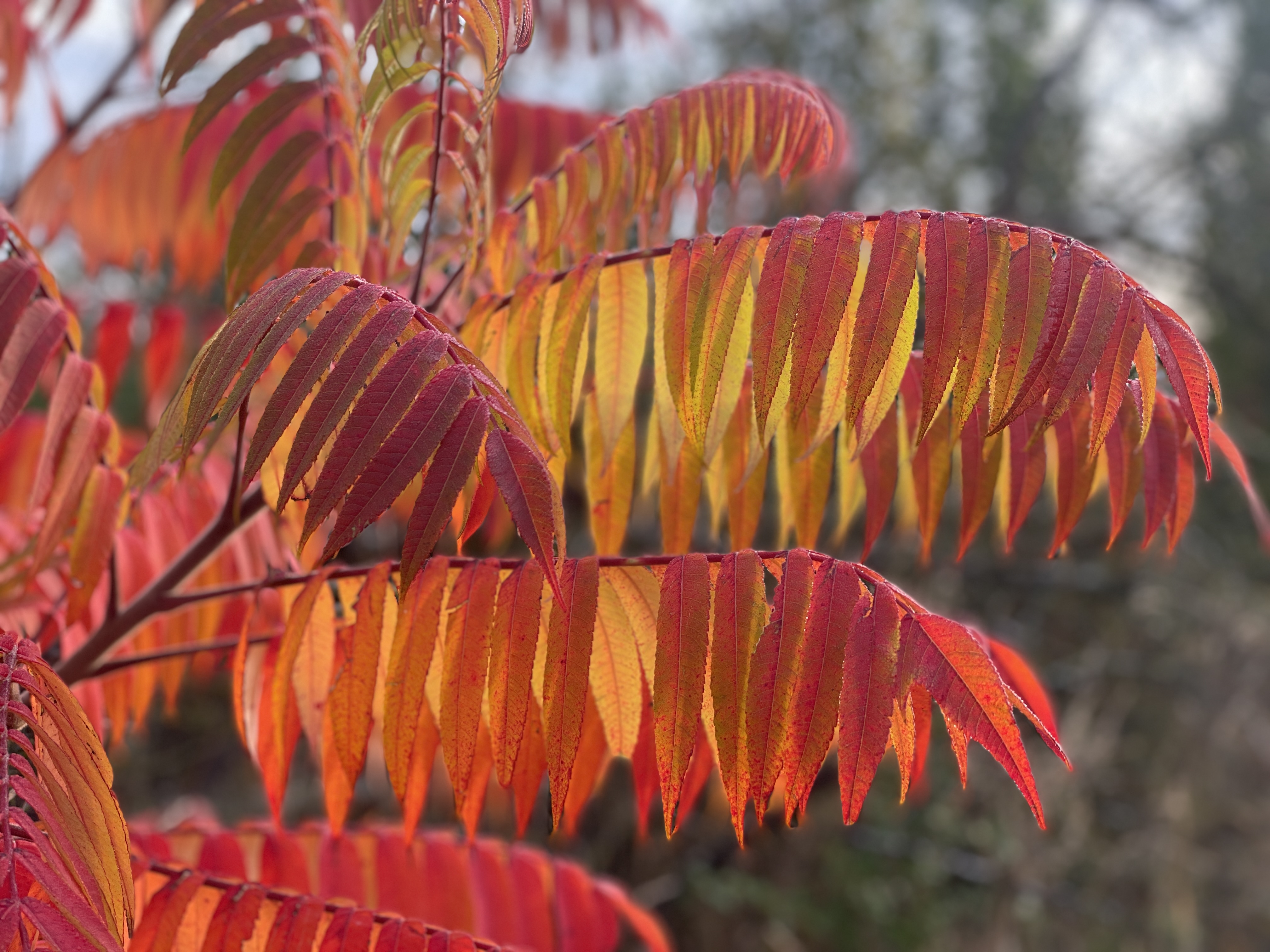 Rot gefärbte Blätter eines Essigbaums im Herbst