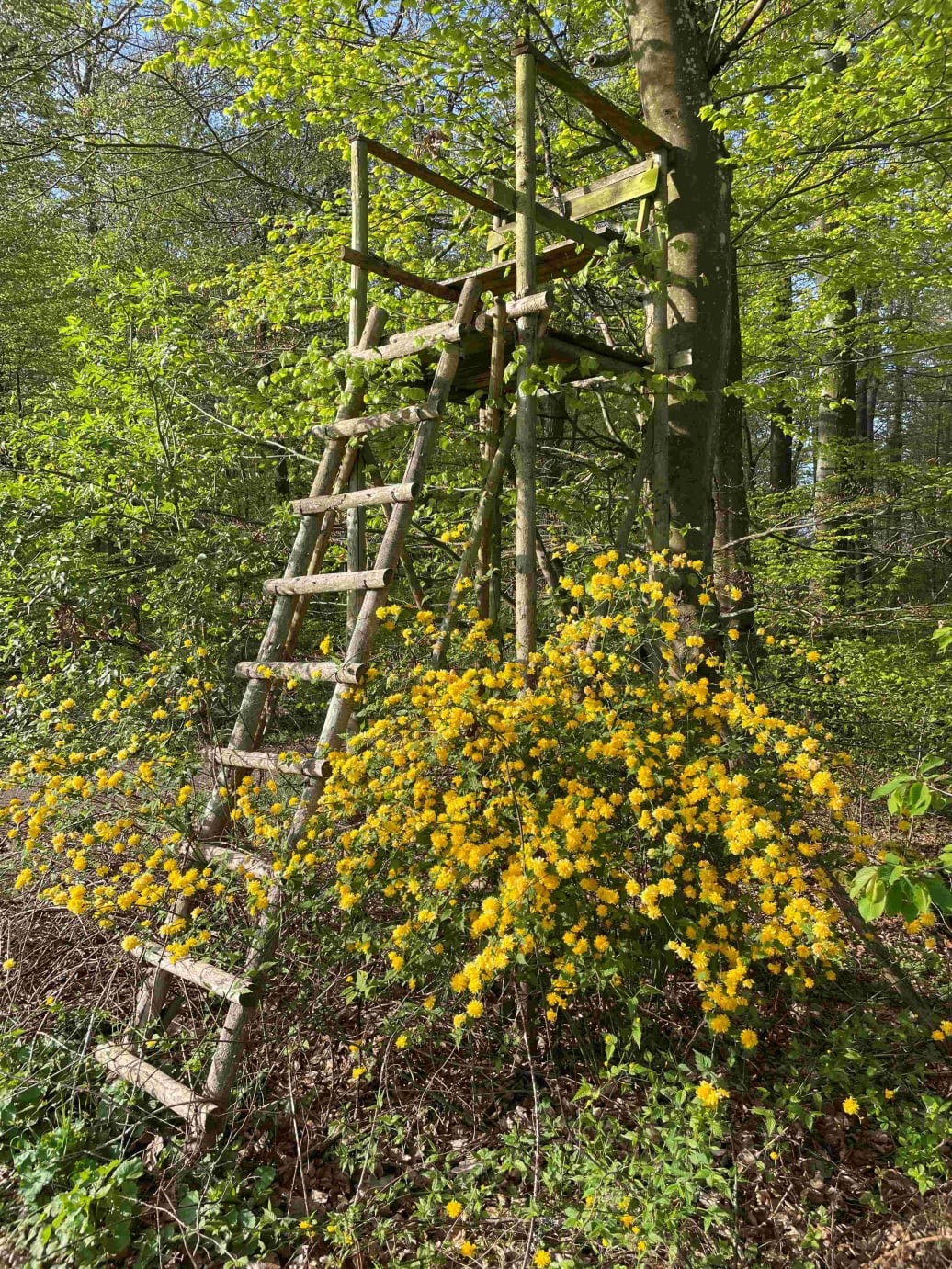 Hochsitz am Waldrand